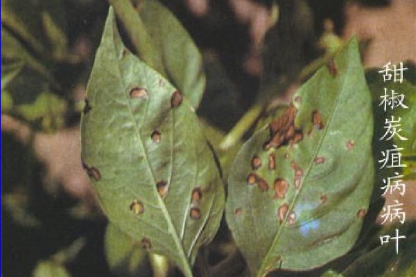 甲维茚虫威能和磷酸二氢钾混用吗 茶叶蓟马虫害图片