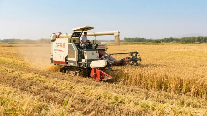赤霉素怎么对葡萄浸泡 赤霉素在葡萄树使用方法